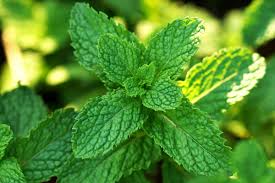 Can we substitute one for the other. Spearmint Vs Peppermint Spiceography Showdown Spiceography