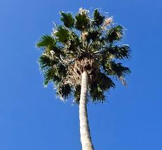 Image result for Arecaceae