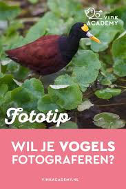 Pin Op Vink Academy Fotografie Tips Door Laura Vink
