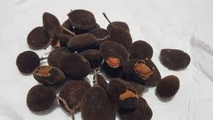Image result for Dialium guineense