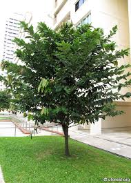 Peanut butter fruit, botanically known as bunchosia argentea or bunchosia armeniaca, is a tropical fruit tree and a member of the malpighiaceae family. Butter Fruit Diospyros Discolor