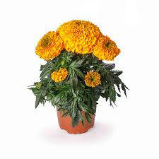 Image result for Tagetes erecta