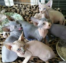 Sphynx cat sphynx cat baby rah 124 best hairless cats images on pinterest animals hairless cats and aliens. Hello From Alchemy Alchemy Sphynx Cats Australia