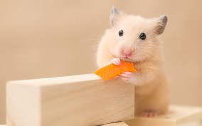 Yes, hamsters can definitely eat carrots! Hamster Eating Carrot Shefalitayal