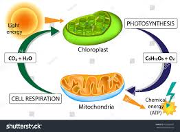 Do plant cells have cellular respiration. Nc Eoc Review Photosynthesis Cell Respiration Quiz Quizizz