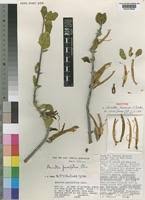 Image result for Anisotes