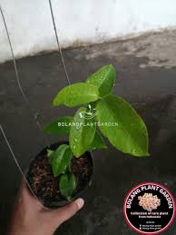 Image result for Carvalhoa campanulata