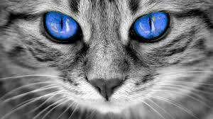 We did not find results for: Cat Blue Eyes Whiskers Face Eyes Black And White Photography Monochrome Photography Cat Blue Eyes Blue Eye Wallpaper Black And White Photography Wallpaper