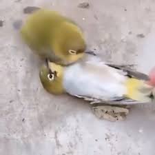 Welcome To Animals Board The Best Place For Pet Lovers Providing The Emotional Animal Stories And Photos Including Birds Cats Dogs Elephants Horses And Ma Video Video Evcil Hayvanlar Hayvan Hayvanlar
