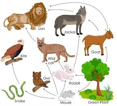 Functions Of Ecosystem Tutorialspoint