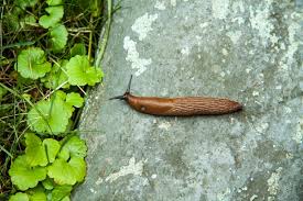 There are many important diseases that damage cucumber plants resulting in significant yield reductions, but only a few of these are covered in this article. Can Slugs Drown And How To Get Rid Of Them Naturally