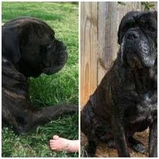 Family S Beloved Dog Lost While At Boarding Facility Beloved Dog Dogs Losing A Pet