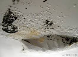What are signs of black mold? What Causes A Bad Smell From A Shower Drain With Pictures