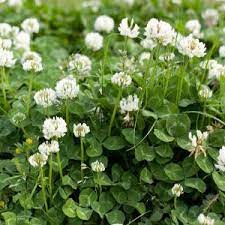 Ladino Clover Clover Seed White Dutch Clover Grow Clover