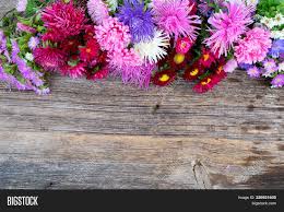 Check spelling or type a new query. Aster Fresh Flowers Image Photo Free Trial Bigstock