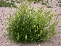 Image result for Resedaceae