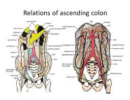 Large Intestine Ppt Download Large Intestine Intestines Anatomy Superior Mesenteric Artery