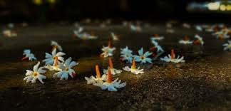 Night flowering jasmine or shiuli in bengali bloom at night. Weathersays Parijata Flower Seen The Weather Channel Facebook