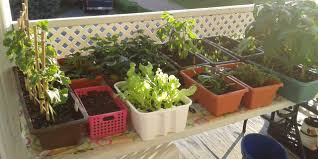 Même si l'on n'a pas de jardin, on peut profiter du plaisir de cultiver des plantes : 3 Astuces Pour Un Jardin De Balcon A Petit Prix