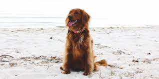 In our 27 years as maine golden retriever breeders, owners, and handlers, we aspire to produce puppies that meet the akc breed standard, demonstrate versatility for participation and competition in both breed and performance activities. Golden Retriever Breeders In Maine Reviewed Breeder Review