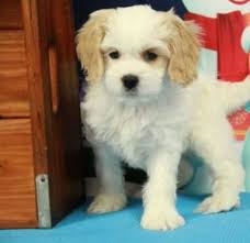 Cavapoo is a hybrid breed from the cross between the cavalier spaniel and the poodle. 4 Best Cavapoo Breeders In North Carolina 2021 We Love Doodles