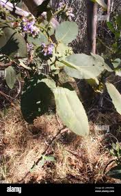 Image result for Wigandia urens