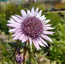Image result for Berkheya