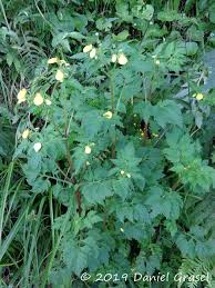 Image result for Calceolaria tripartita