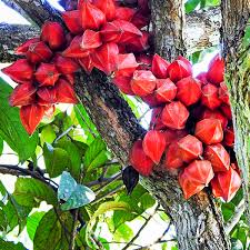 Image result for Pachylobus