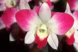 Dendrobium Ekapol Small Panda A Dendrobium Phalaenopsis Hybrid C Judywhite Gardenphotos Com Orchid Plants Flower Stock Photography Orchids