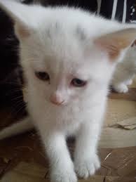 See photos of cute cats in your area. White Kittens For Sale Chester Cheshire Pets4homes