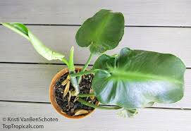 Image result for Monadenium rugosum