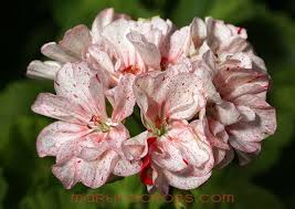 Pin On Rose S Plantd