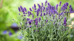 Lavendel ernten wann ist der beste zeitpunkt. Lavendel Als Heilpflanze Verwenden Ndr De Ratgeber Gesundheit