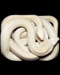 Image result for Anagallis serpens