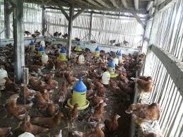 Pakan ayam petelur ini jauh lebih hemat dan menguntungkan dalam usaha ternak ayam petelur. Jual Doc Ayam Petelur Di Tasikmalaya Contoh Makalah