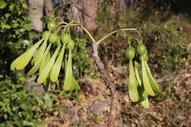 Image result for Gyrocarpus