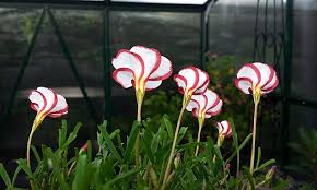 Image result for Oxalis obliquifolia