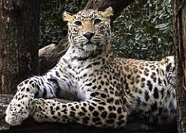 The leopard (panthera pardus) is one of the five extant species in the genus panthera, a member of the cat family, felidae. Indijskij Leopard Vikipediya