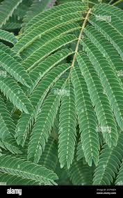 Image result for Albizia