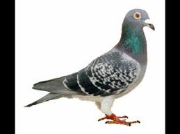 Als de rozen bloeien in athene (ja nikog neman). Gert Hermien Dochters Alle Duiven Op De Dam 1992 Youtube