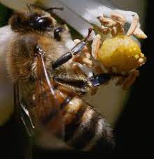 Kelulut ini merupakan keluarga lebah juga, namun ia lebih kecil dan dan tidak bersengat. 41 Lebah Kelulut Stingless Bees Ideas Stingless Bees Bee Bee Keeping