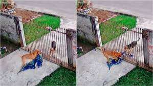 Jun 08, 2021 · tweet with a location. Vira Lata Caramelo Doa Cobertor Para Cachorro De Rua Video