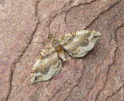 Image result for Pelurga comitata