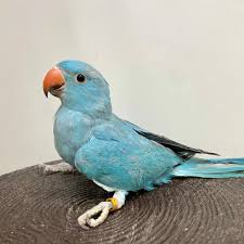 ワカケホンセイインコ ブルー | 鳥のいるカフェ