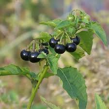 Image result for Solanum scabrum