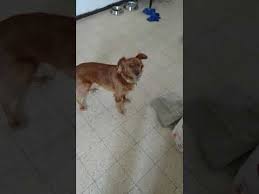 cute excited dog video youtube excited dog dog videos youtube dog gifs