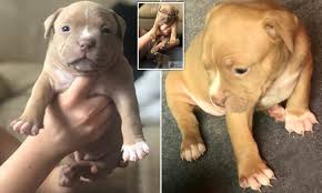 She comes from champion bloodlines. Cruel Thieves Steal A Litter Of Six Three Week Old American Bulldog Puppies Worth Around 6 000 Daily Mail Online