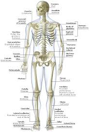 The axial skeleton is a part of the human skeletal system. Https Www Uc Edu Content Dam Uc Ce Images Olli Page 20content The 20skeletal 20system Pdf