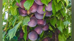 You'll get fruit with only one plant, however, the crop will increase with another tree planted next to it. Plum Trees In The Southwest